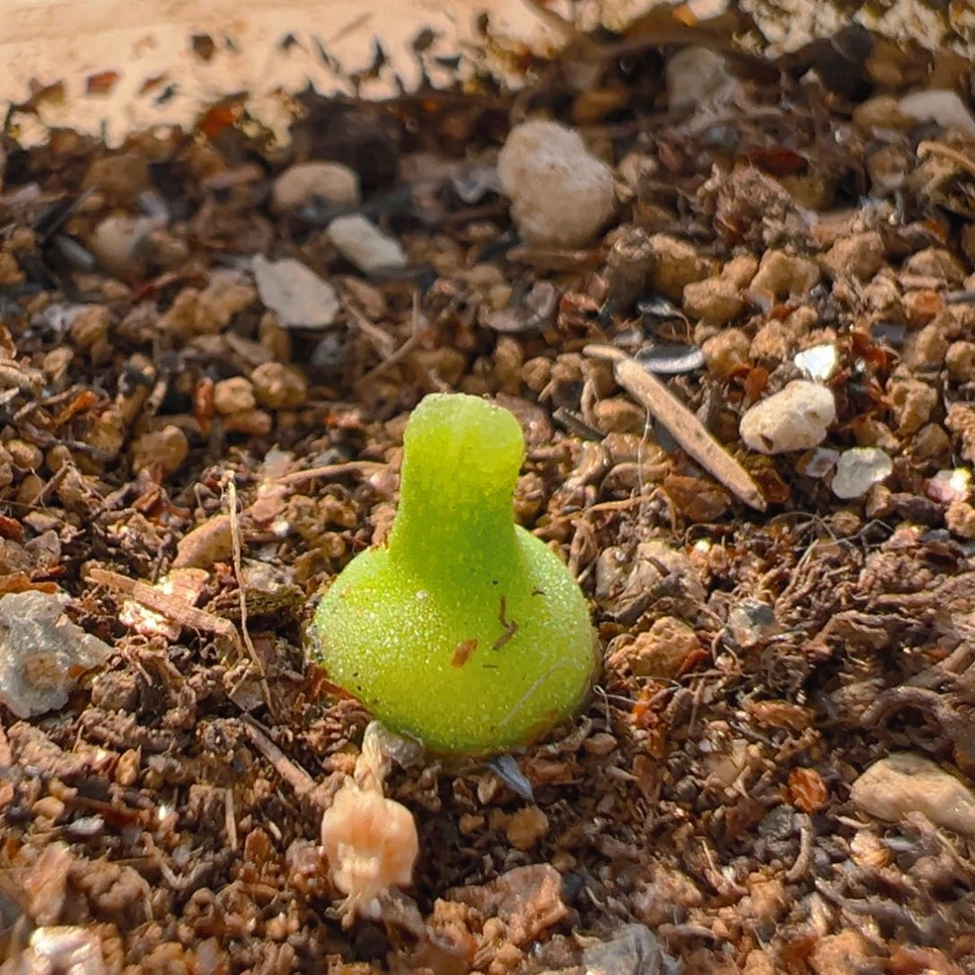 140多肉植物百科小葫芦