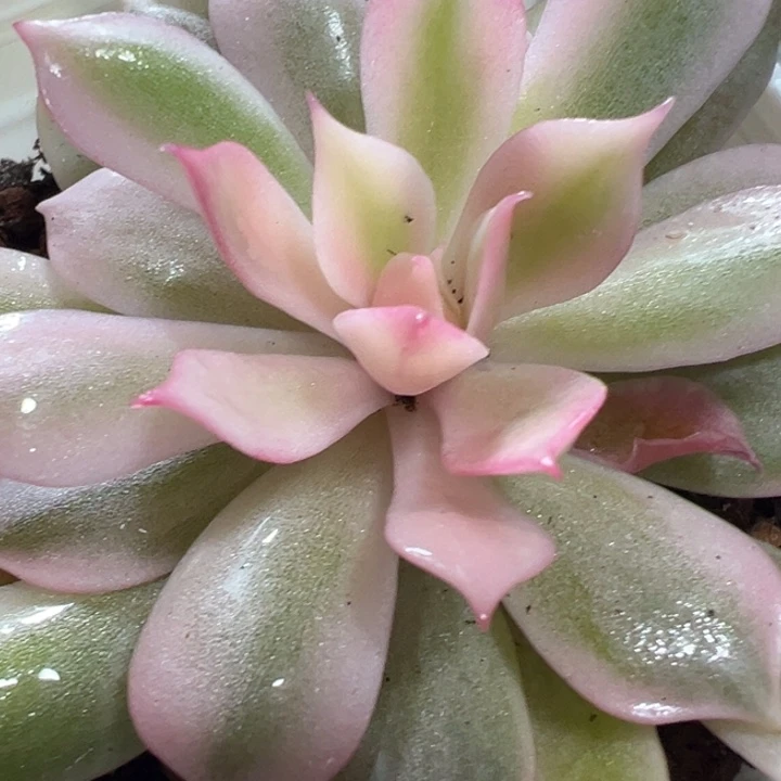 粉蝶锦多肉植物1316