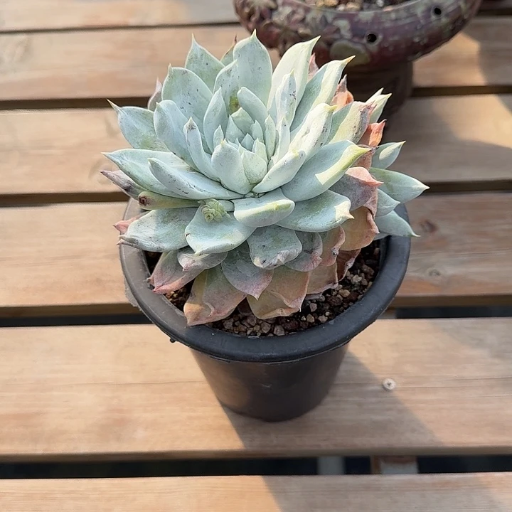 取*牡丹苹果叶仙女杯