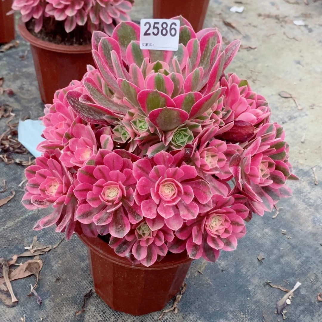 粉女巫2586多肉11111