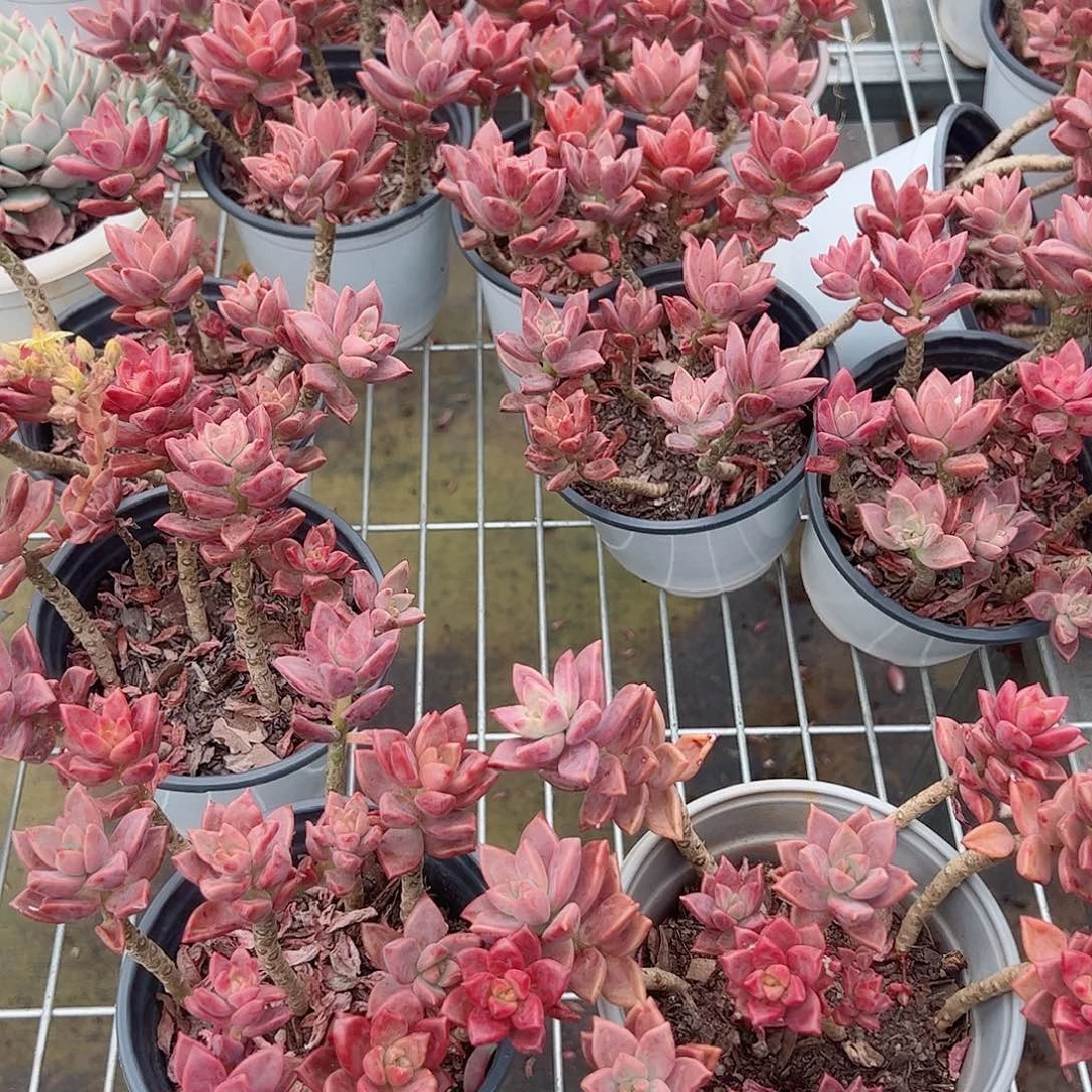 姬胧月散装带盆土两盆
