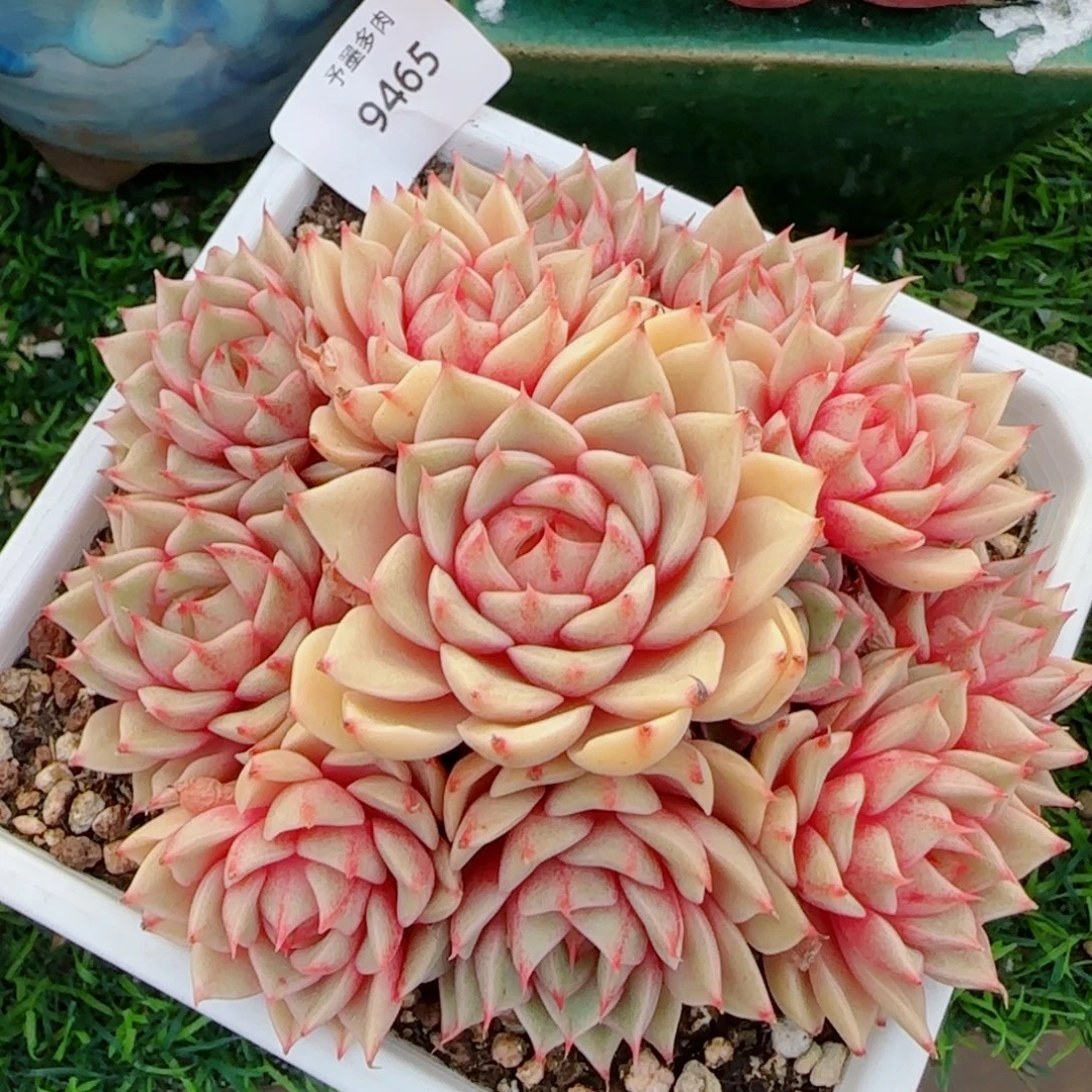 笨吧无砍，9465多肉植物