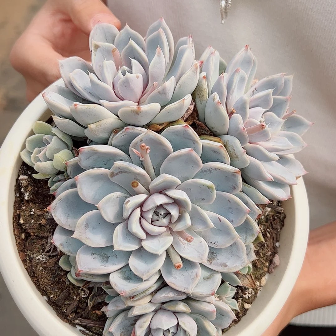 汉堡多头群生整桩