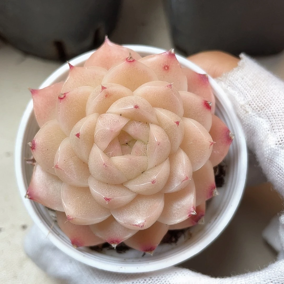 优选麦秆福利761