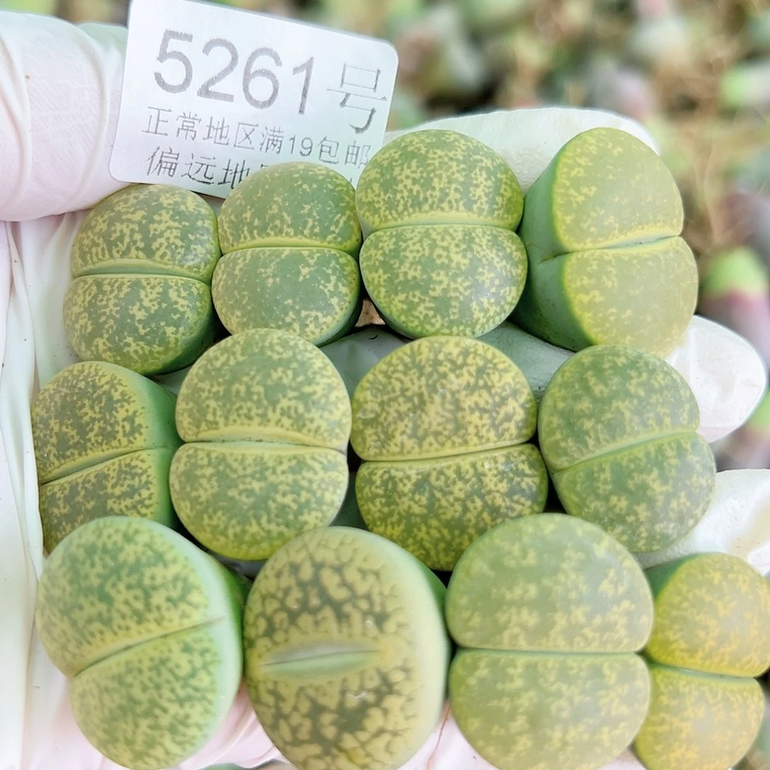 5261 好养易活生石花大母本12个