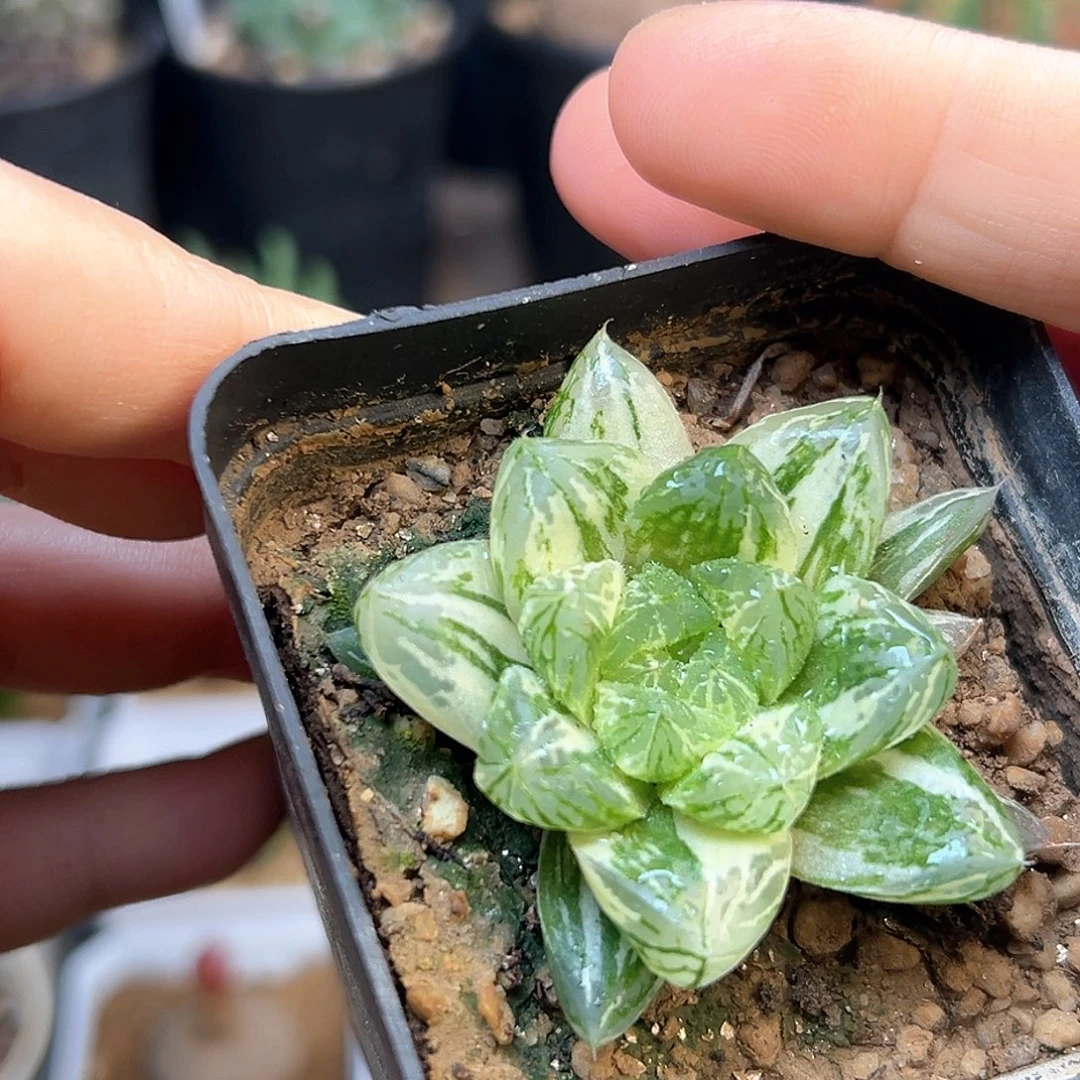 好锦玉露一颗一颗