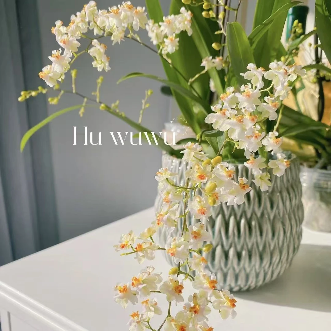 罗曼香（100杯盆） 梦香兰/桌摆花/适合卧室 书房 卧室