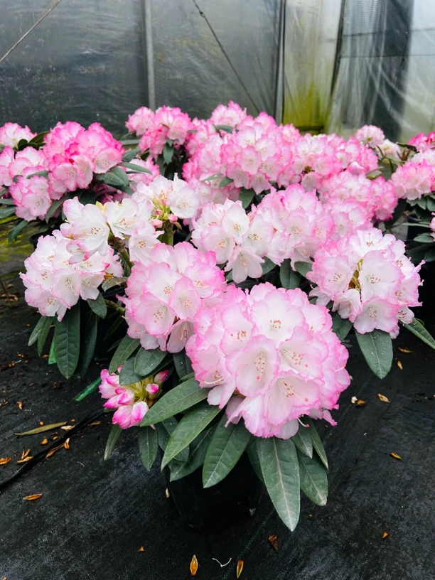 贵夫人·高山杜鹃110盆带香味 已打顶