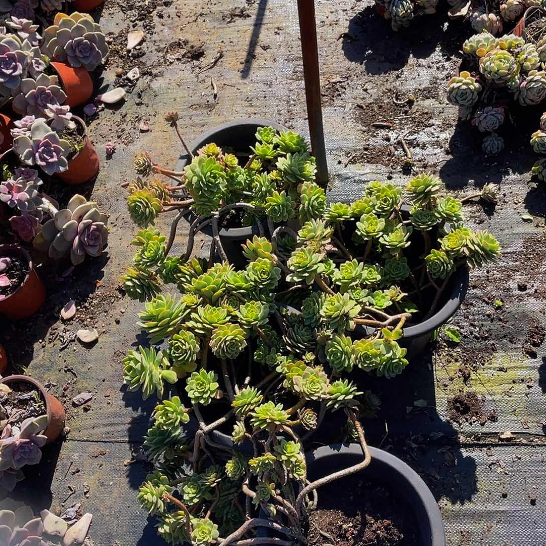 绿蔷薇老桩2 9.8多肉群生，不包整