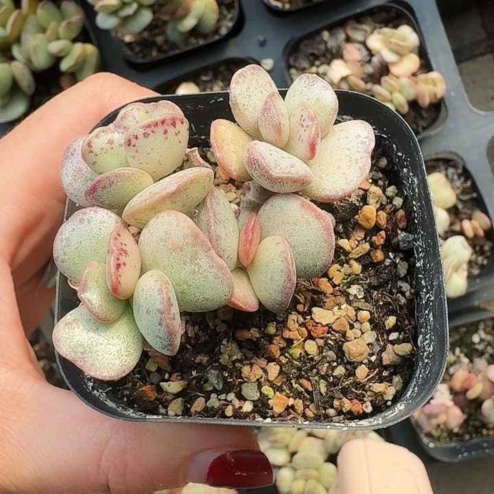 ?*宝多肉植物满20包邮