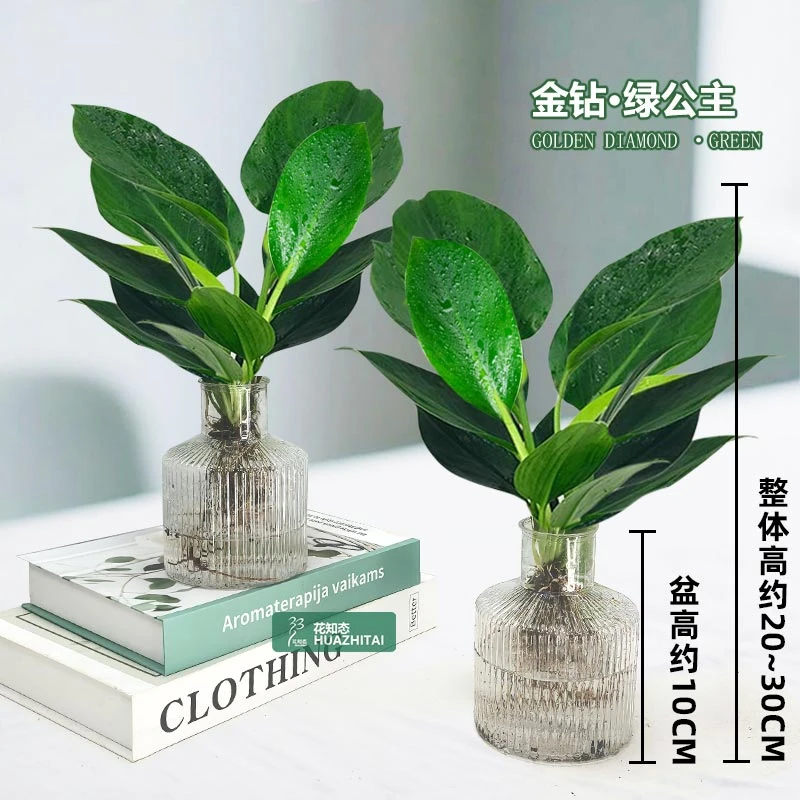 【买一送一】金钻绿公主水培室内桌面绿植好养懒人观叶植物20-30c