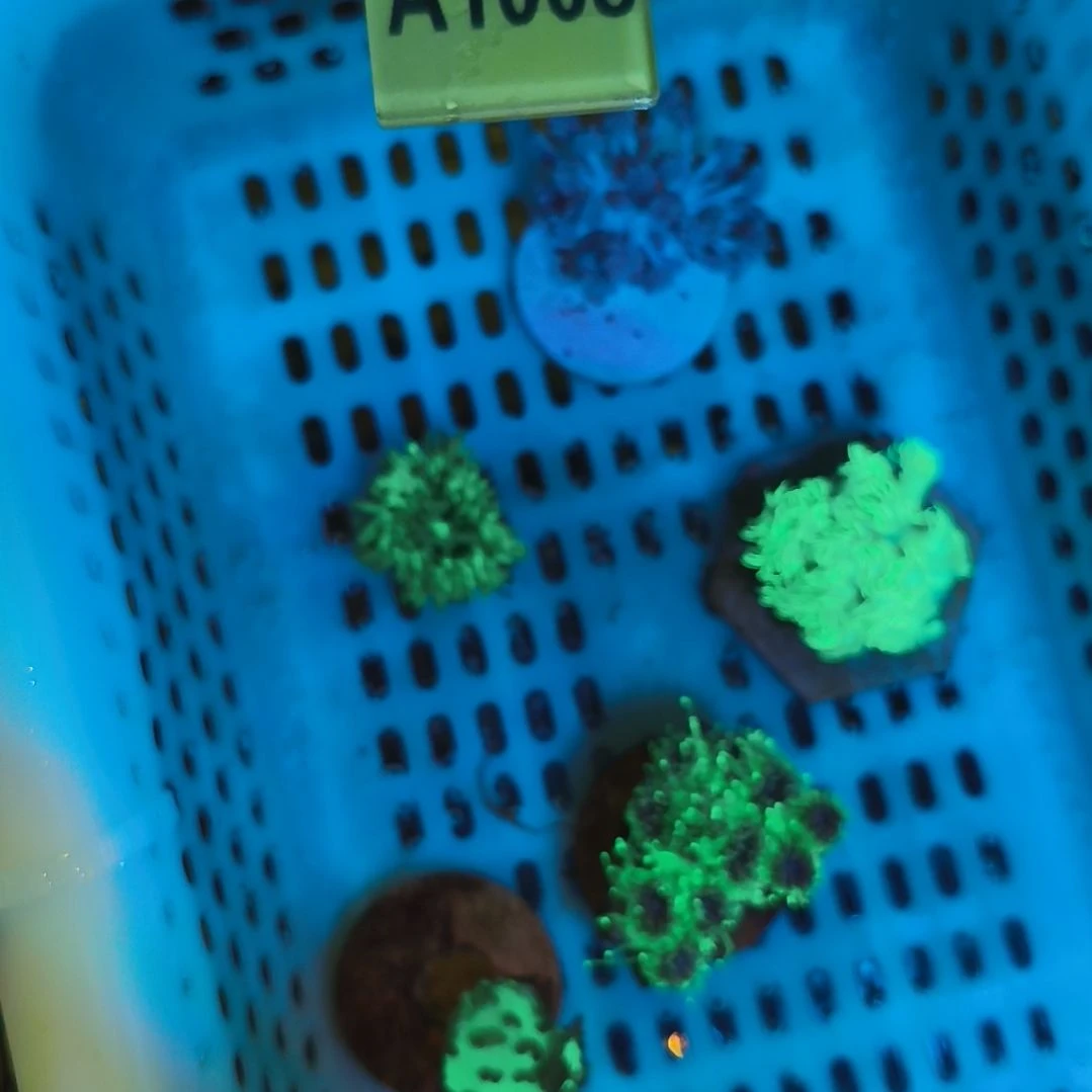 纽扣珊瑚新手好养套餐一号