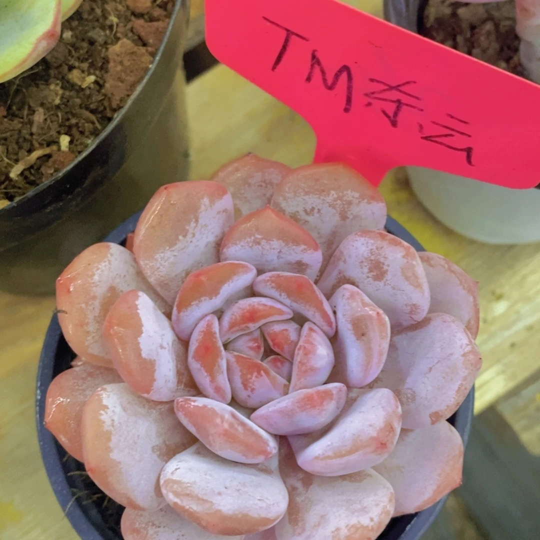 开心多肉，一物一拍