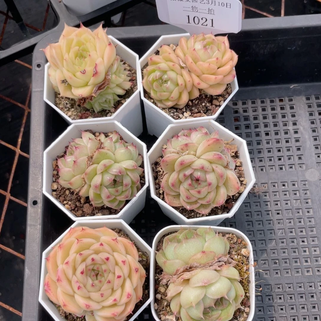 薇薇安园艺多肉1021