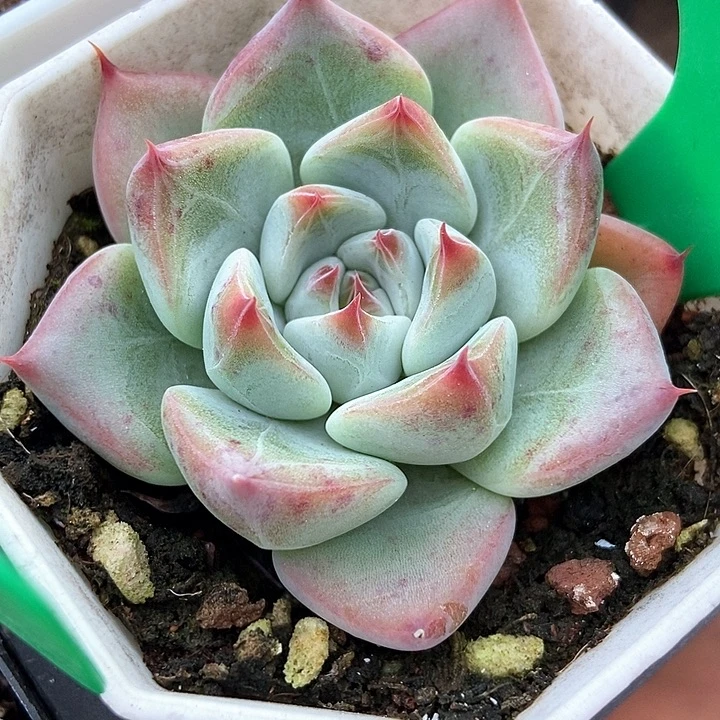 多肉植物比什3143多肉