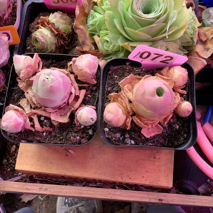 【闪购商品】敏**?水蜜桃 凤玥072