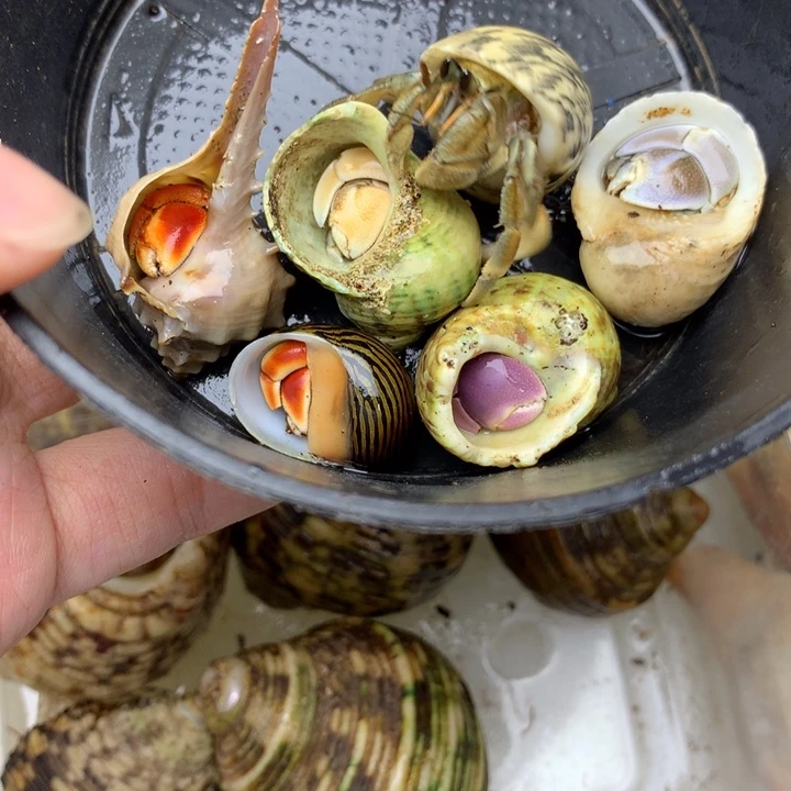 s28.六个组合彩色的