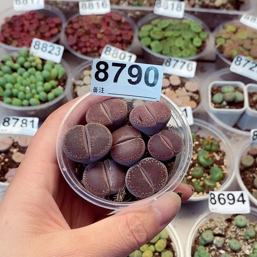 8790开欧啊快快乐乐
