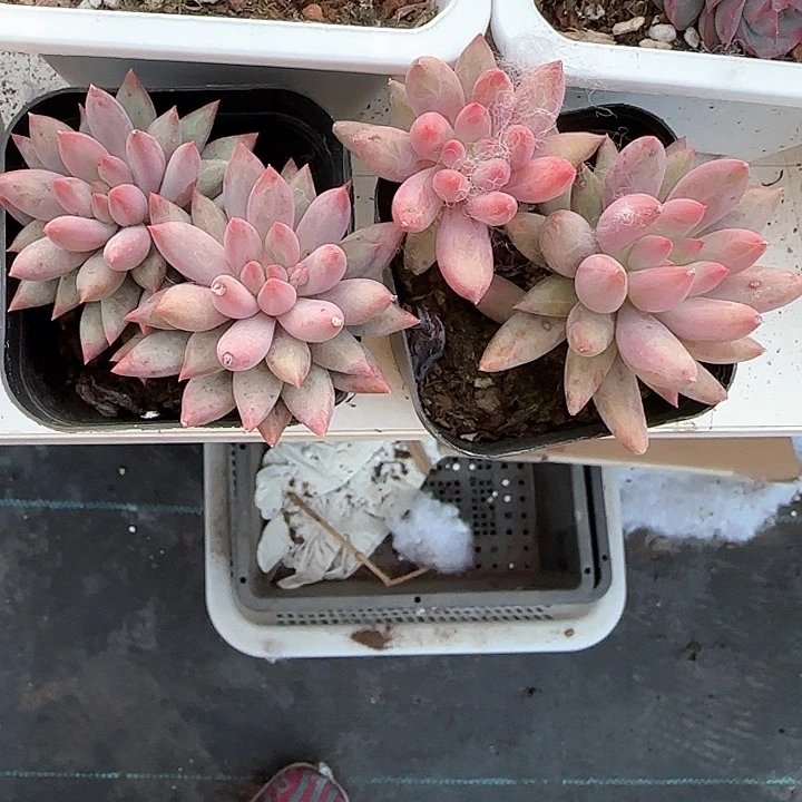 心****师青蛙王子儿童牙膏111