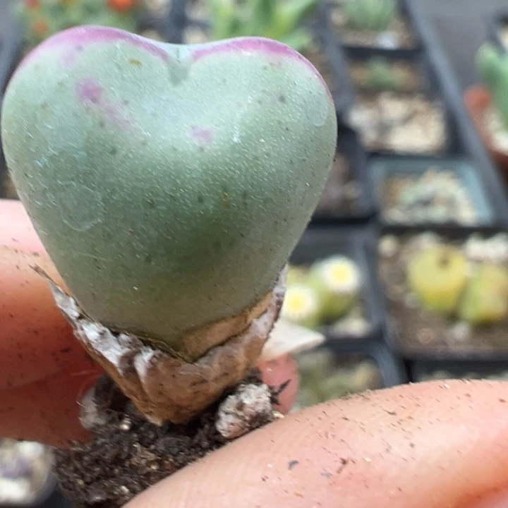 572号11111点11111111