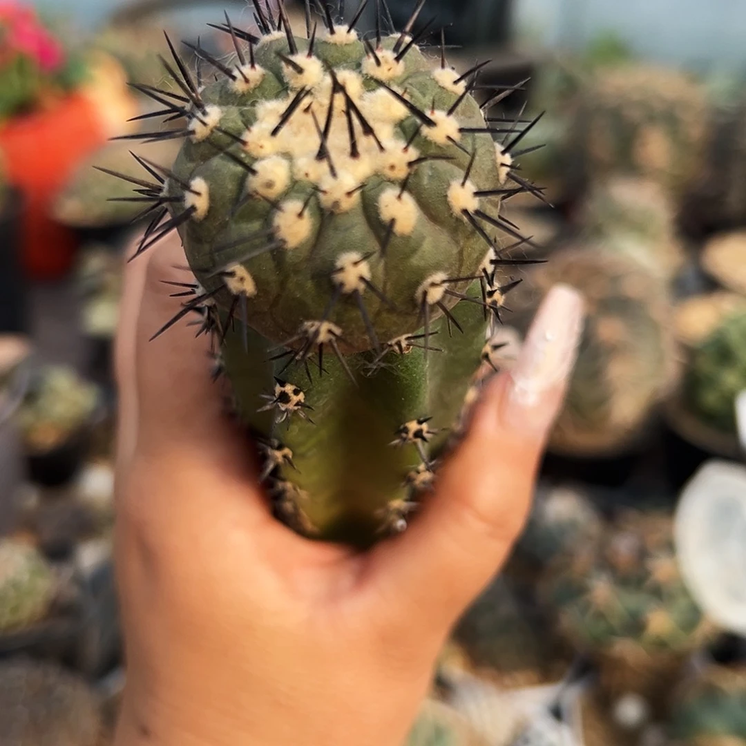 黑王仙人球1111111111