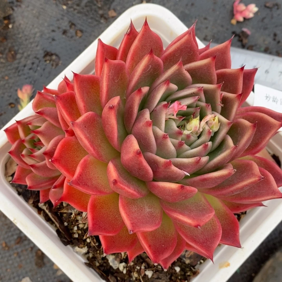 71114杂交多肉老桩