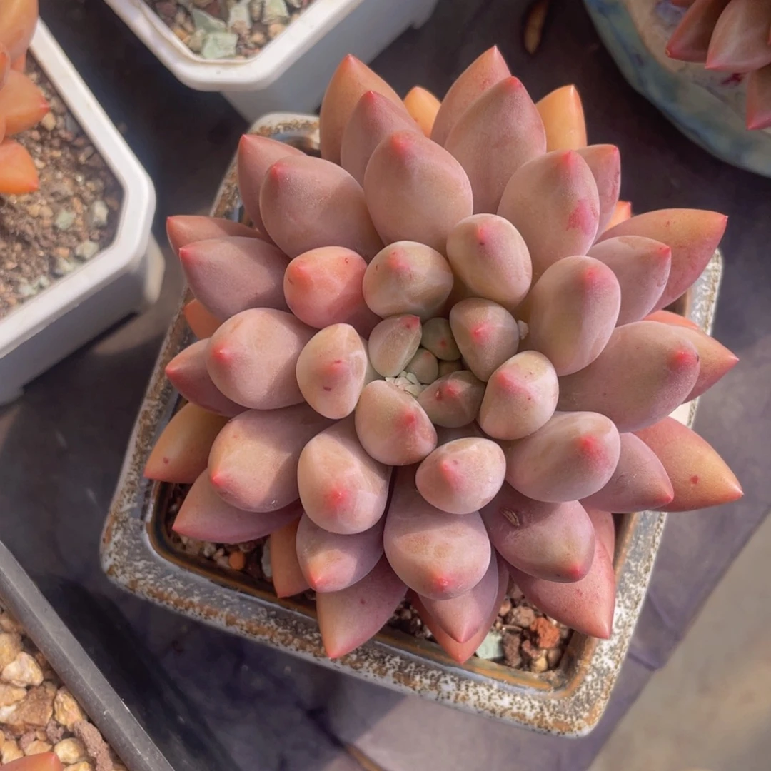 红蜻蜓黄体（超肥）