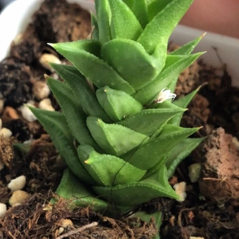 绒挲掌硬叶带盆发货