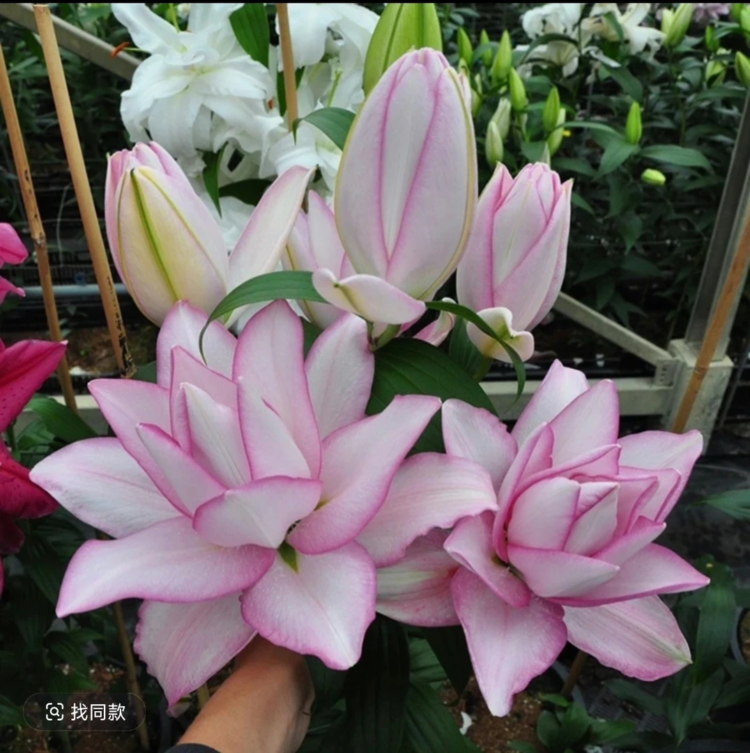 【冰美人】重瓣香水百合种球