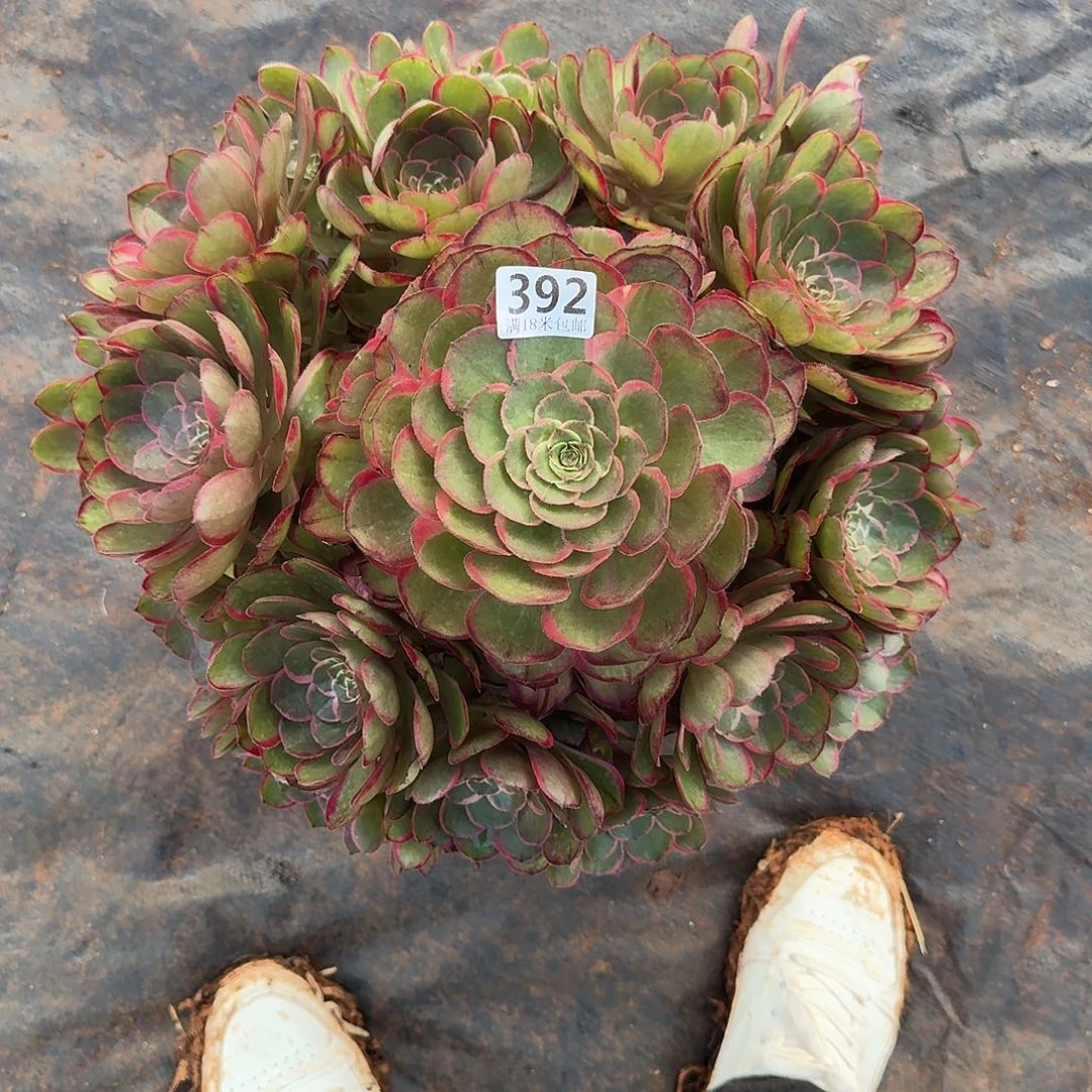 392粉花妖无根发货