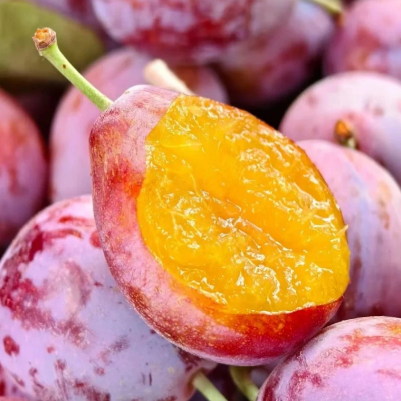 新疆喀什西梅新鲜采摘香甜多汁当季水果西梅新鲜水果