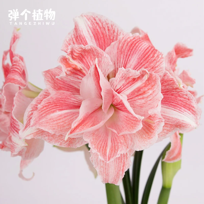 弹个植物阿弗雷朱顶红进口种球重瓣秘鲁南非全国四季2025年