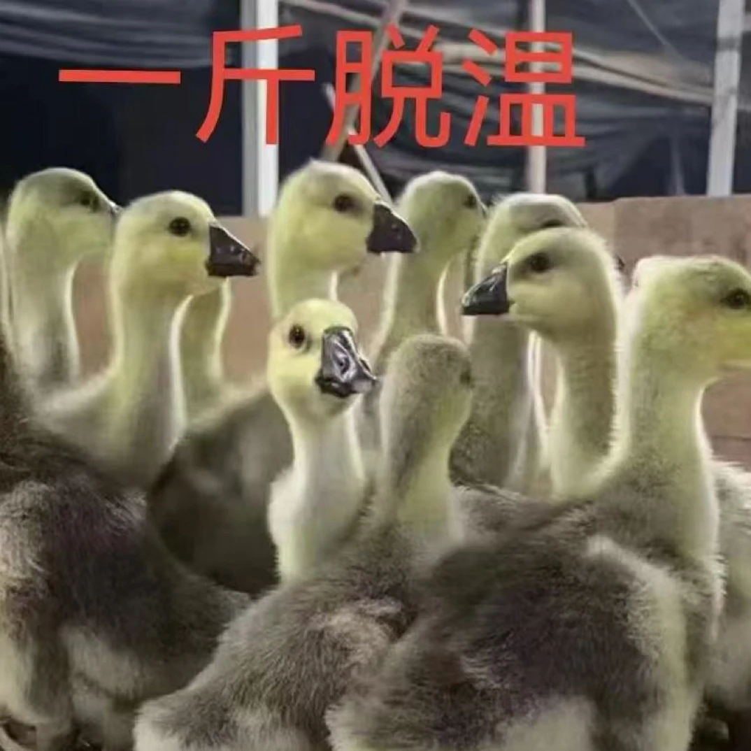 脱温1斤左右狮头宠物 产蛋高 体型大 顺丰包邮
