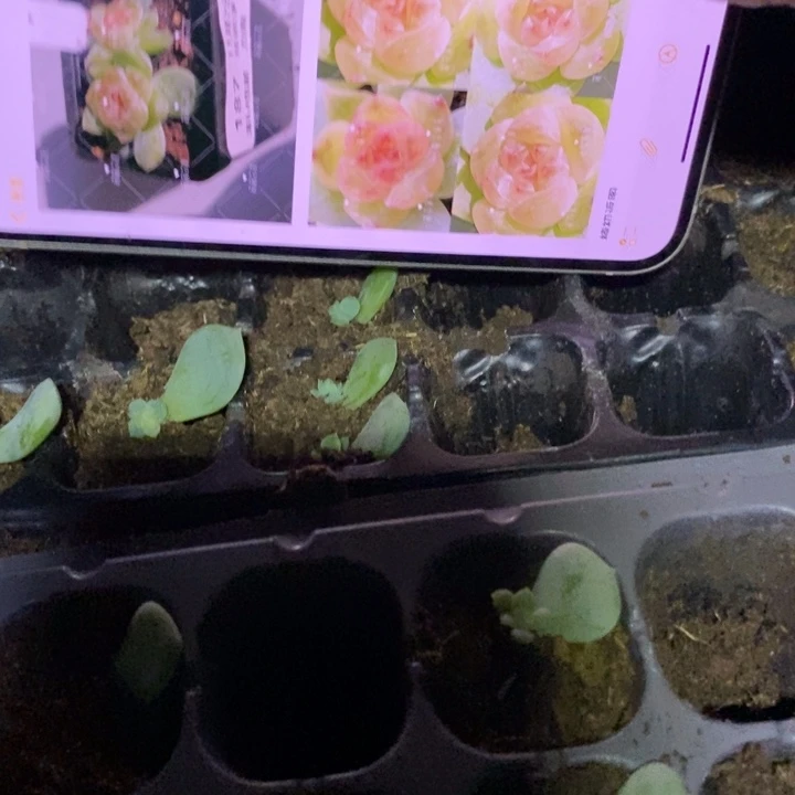 若梦803芽苗一个多肉