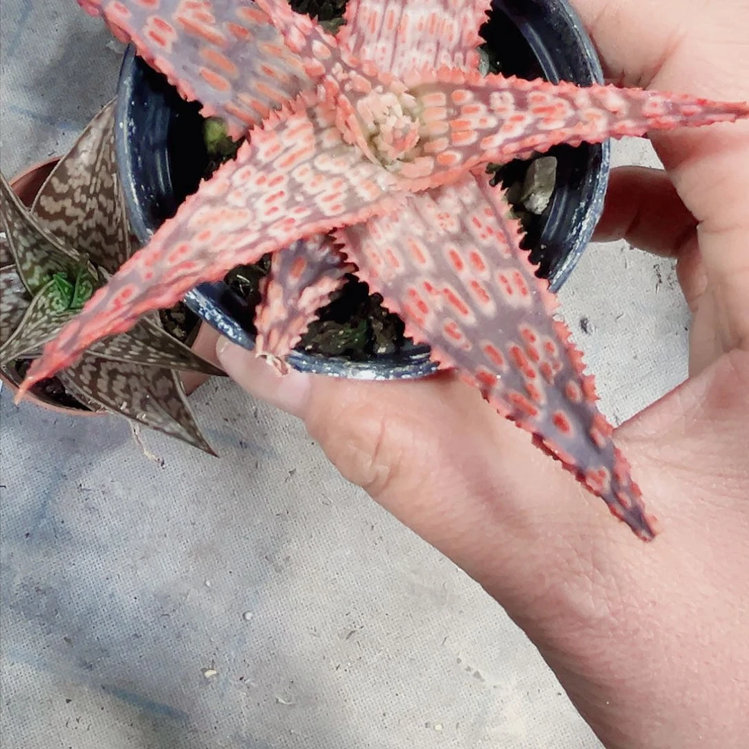 芦荟园艺多肉植物6666