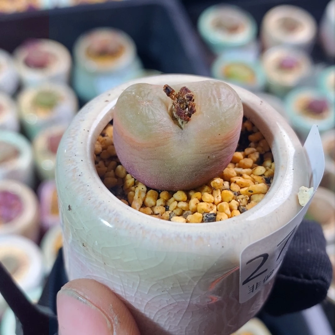 2712-一物一拍带盆