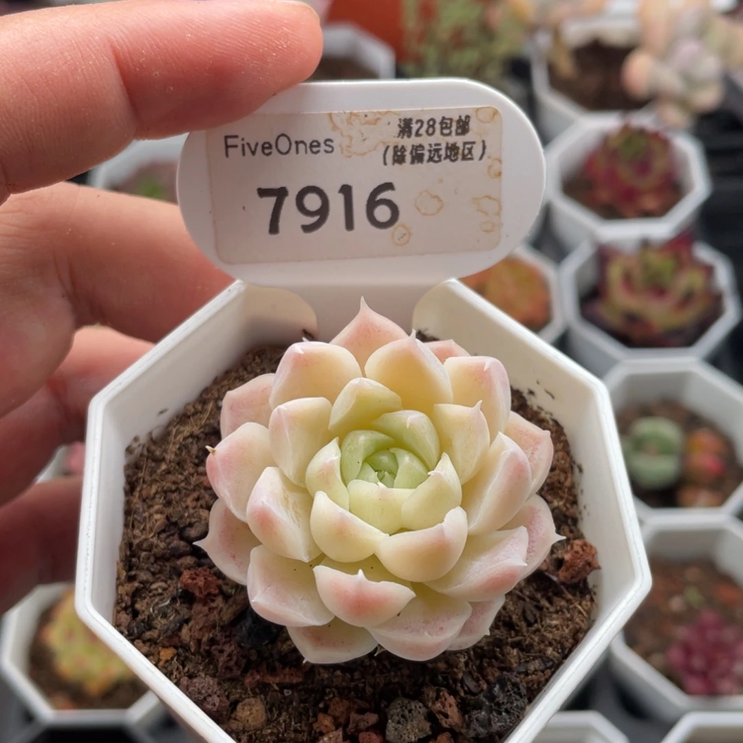 白月影7916-4厘米