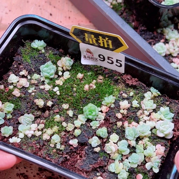 多肉植物多肉植物