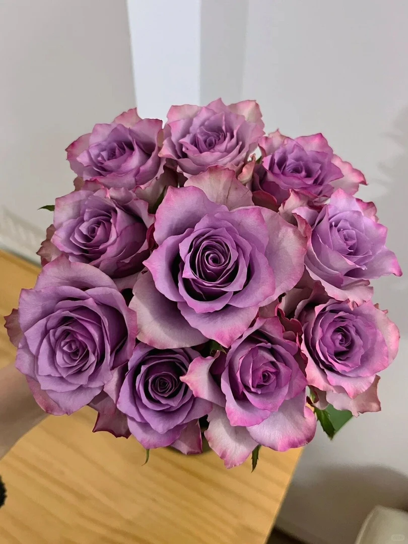 【鲜切花】紫霞仙子玫瑰  昆明发货同地址两单以上德邦包邮送货上门