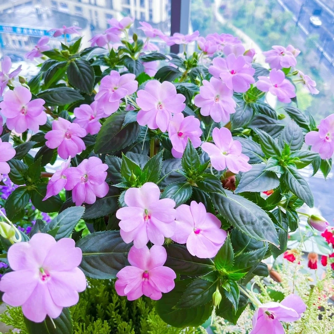 大盆凤仙盆栽(加仑盆栽好 花期很长 耐热 喜欢水)阳台庭院植物