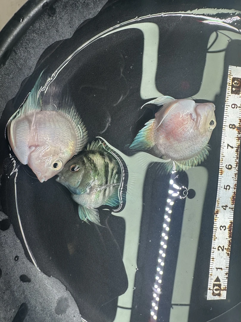 迷你鹦鹉鱼圆体桃心种鱼