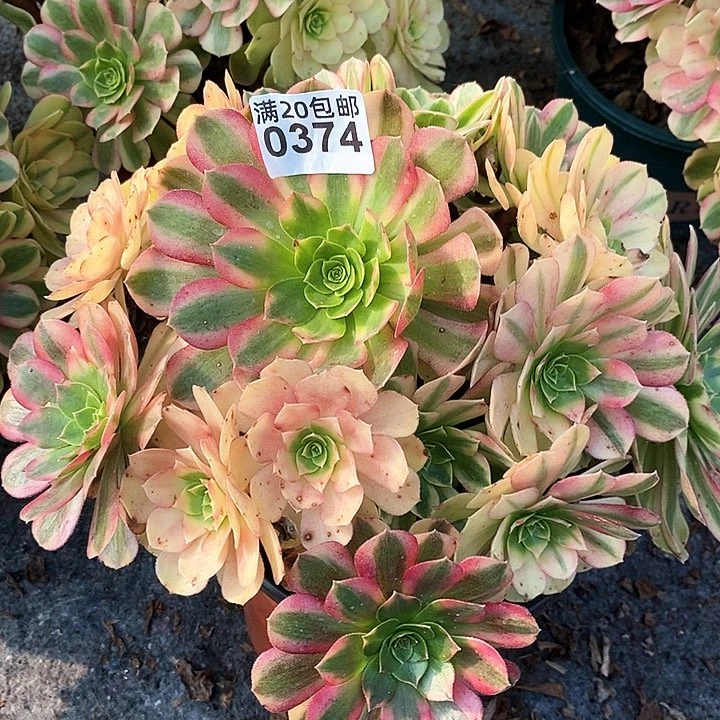 0374 一颗雨何法师