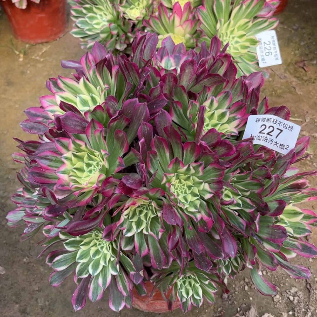 227天合多肉植物法师