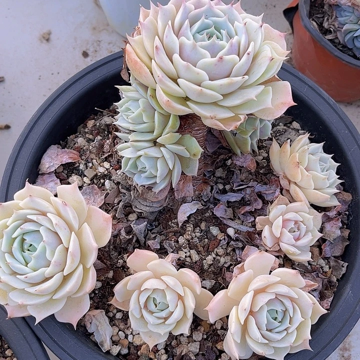 露娜莲不包小损14245多肉植物