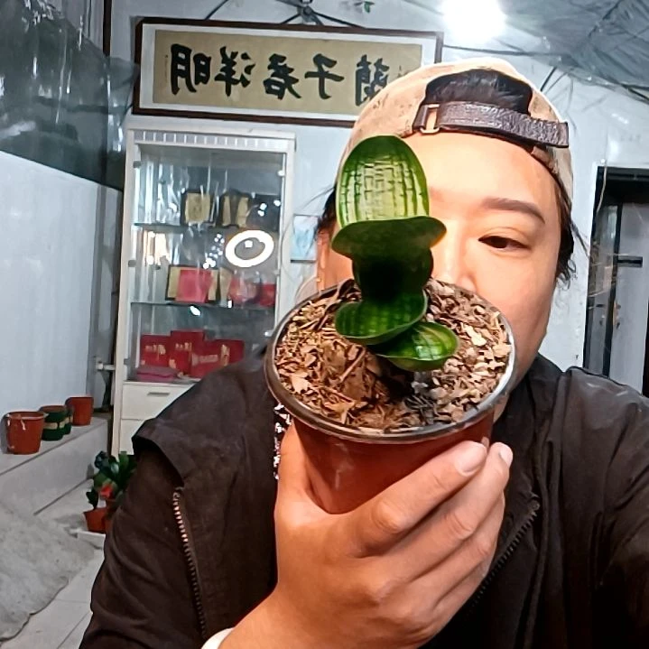 阿鲁特39黄珍珠一颗