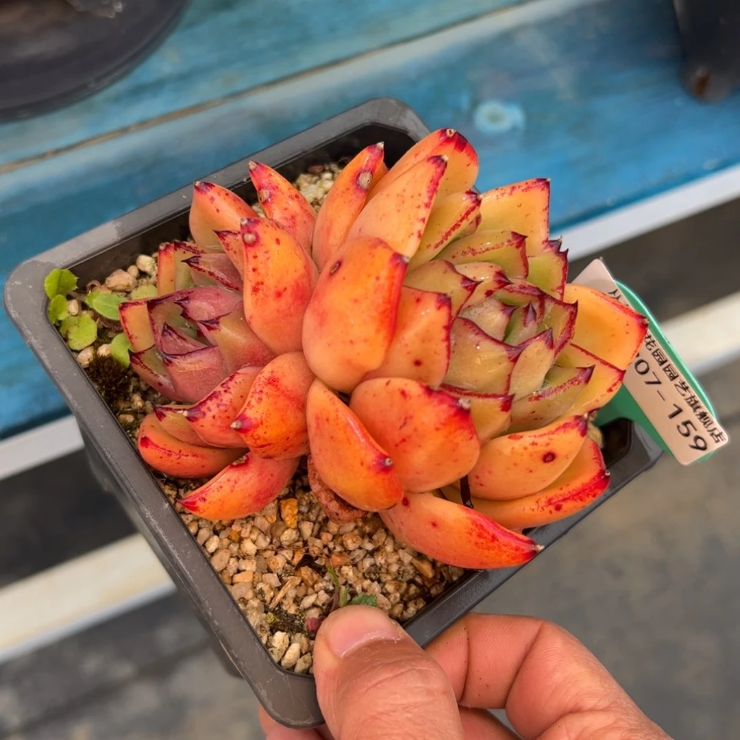 多肉一物一拍0207-159