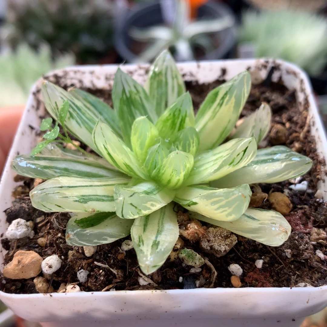花火玉露锦，带盆一起