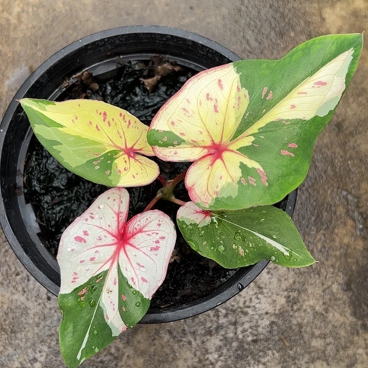 15-1106众神聚会广东现货