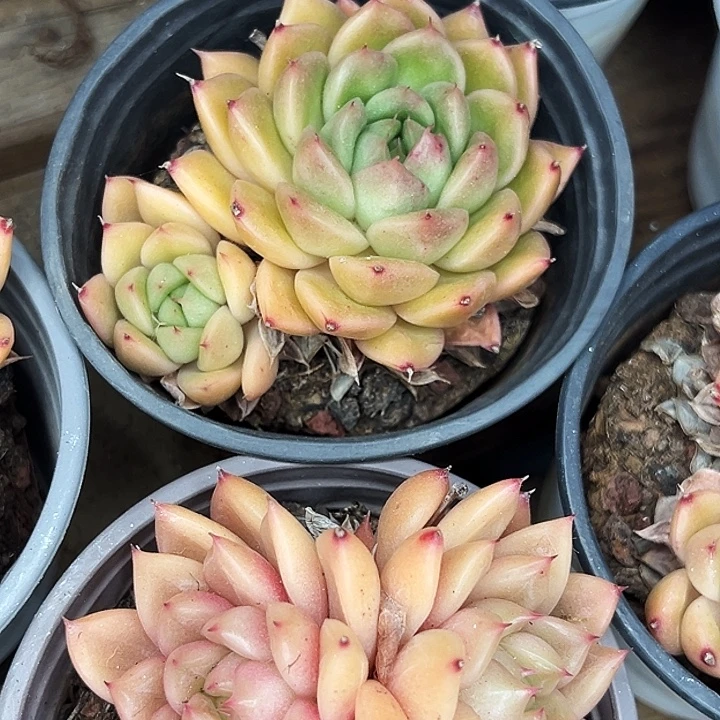 多头 春春珍妮，多头星空珍妮