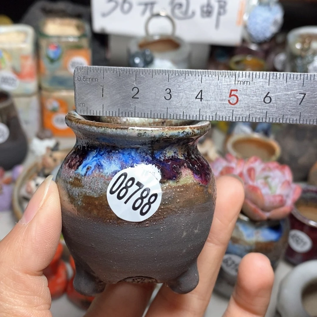 花盆拍5送一个小礼物